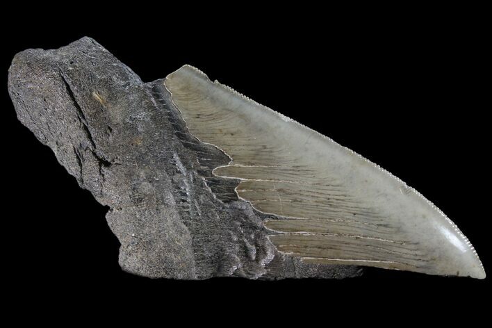 Partial Fossil Megalodon Tooth - Serrated Blade #89457
